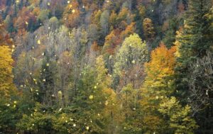 Dans les forêts, de la Bretagne aux Pyrénées