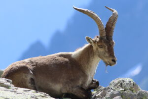 Le retour du bouquetin dans les Pyrénées, 10 ans déjà ! © A. Garnier - Parc national des Pyrénées